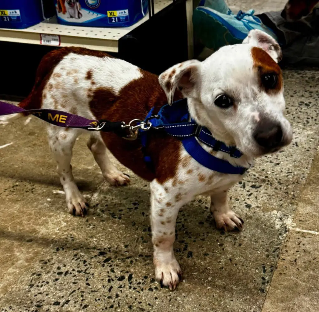 Sam2 *Adopt or Foster*
