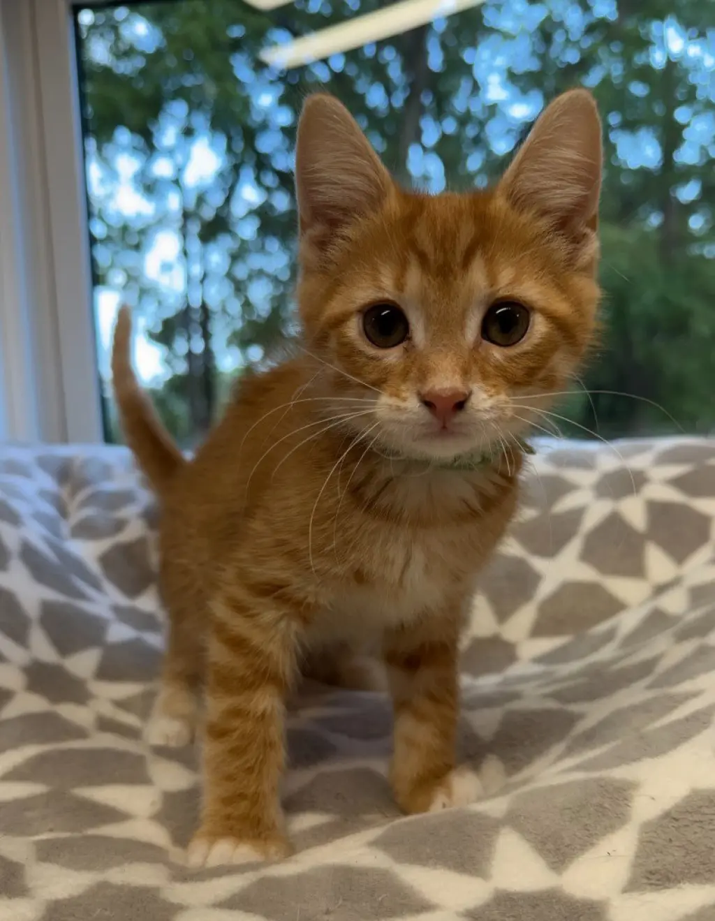 Ernie * IN FOSTER *