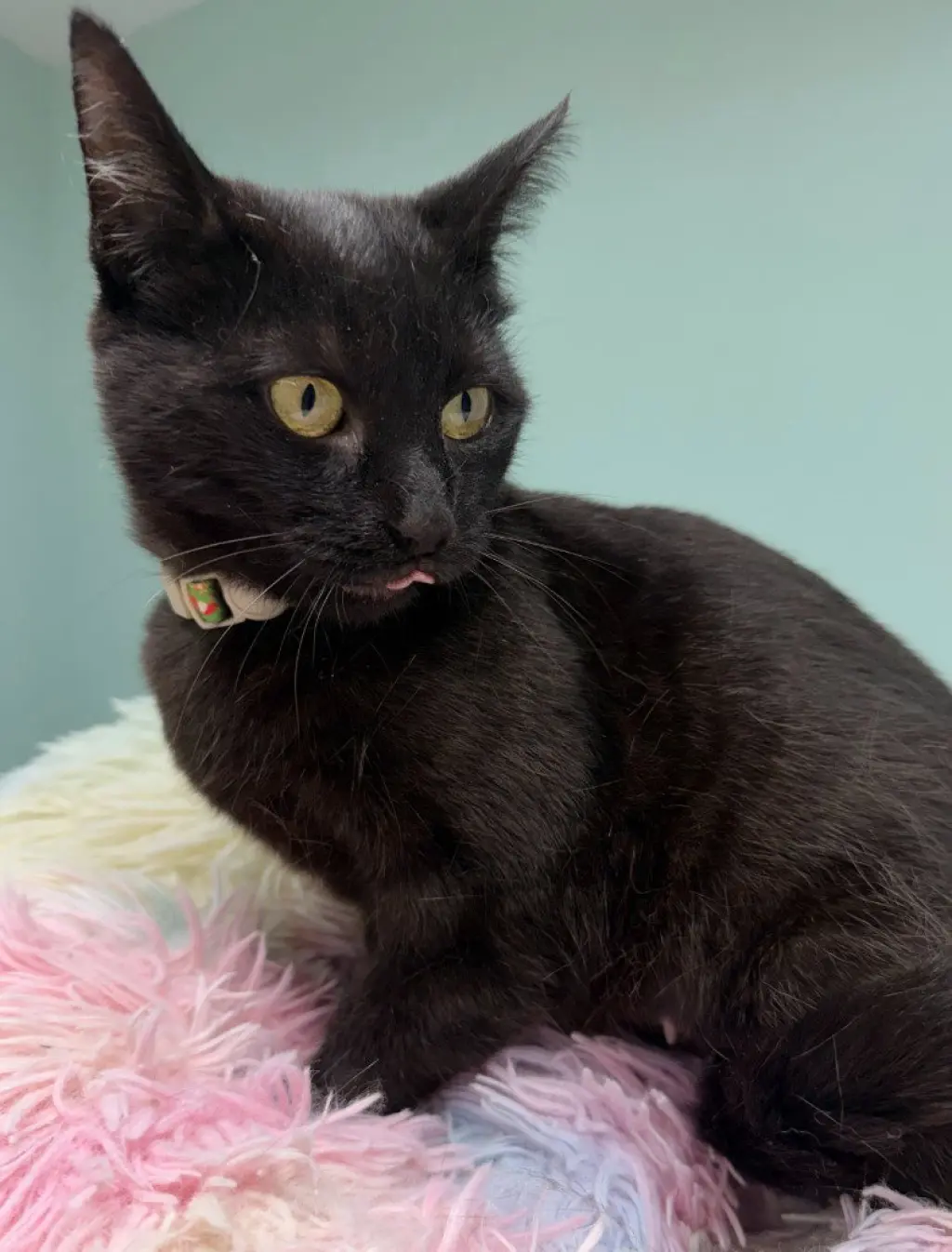 Shadow * IN FOSTER *