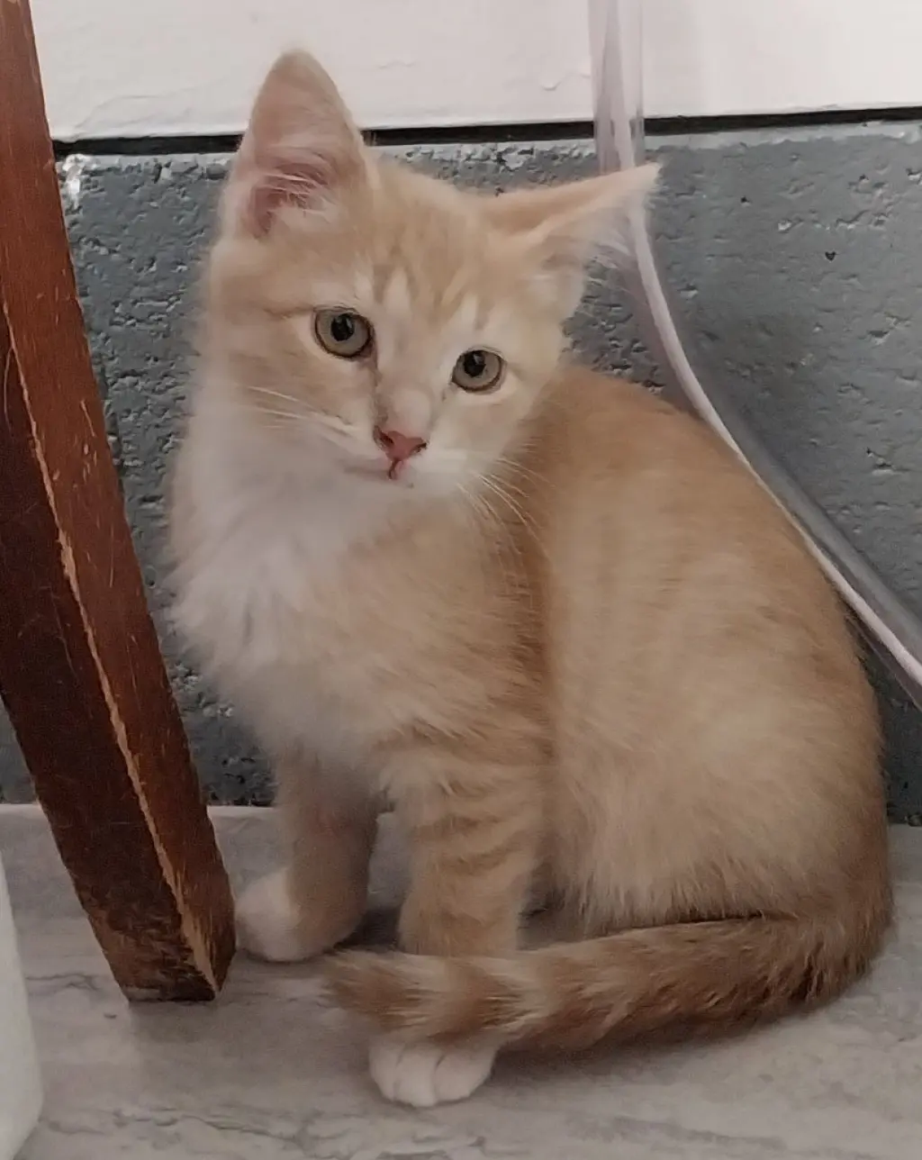 Greek Hero * IN FOSTER *