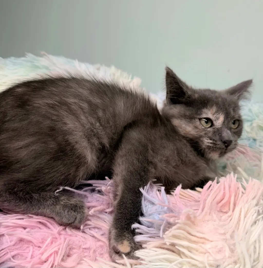 Gypsy Dancer * IN FOSTER *