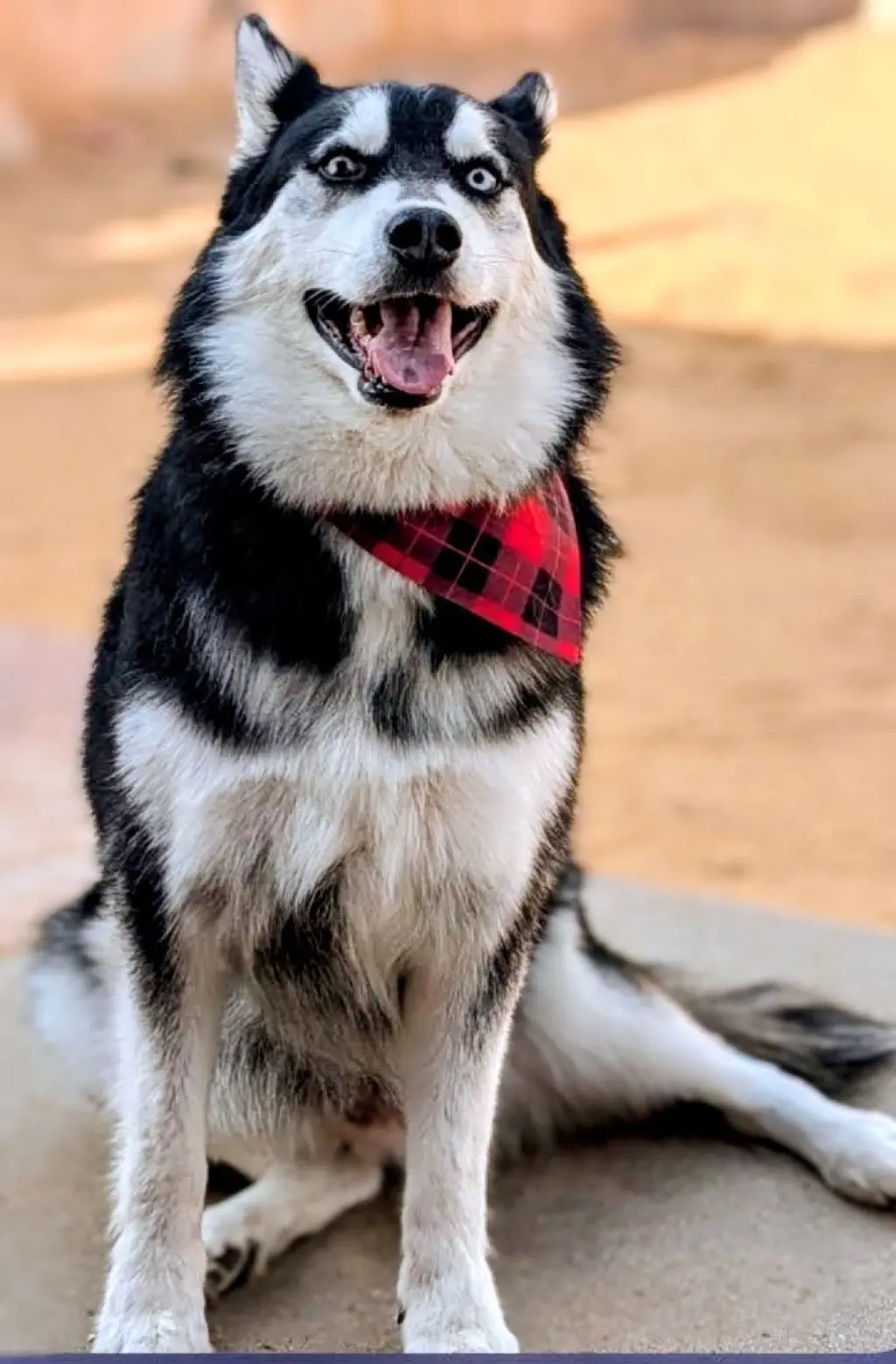 HUSKER the Husky