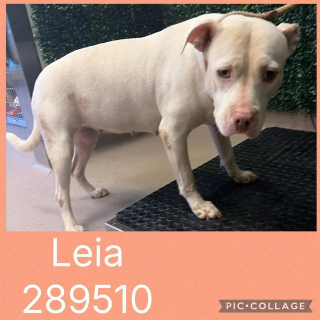 LEIA