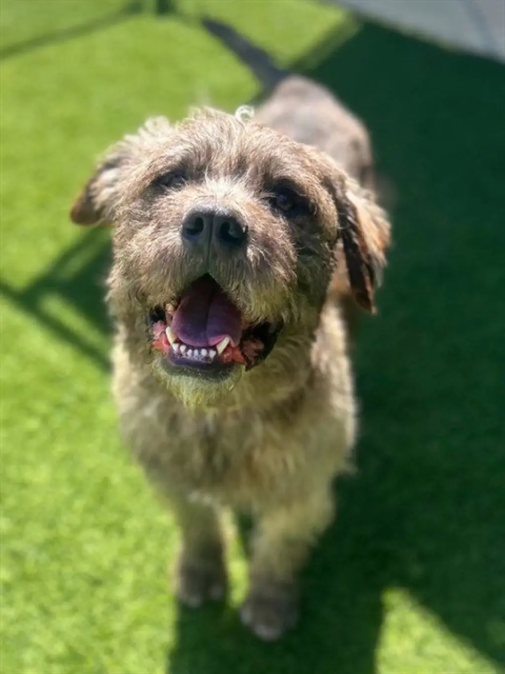 CHEWY
