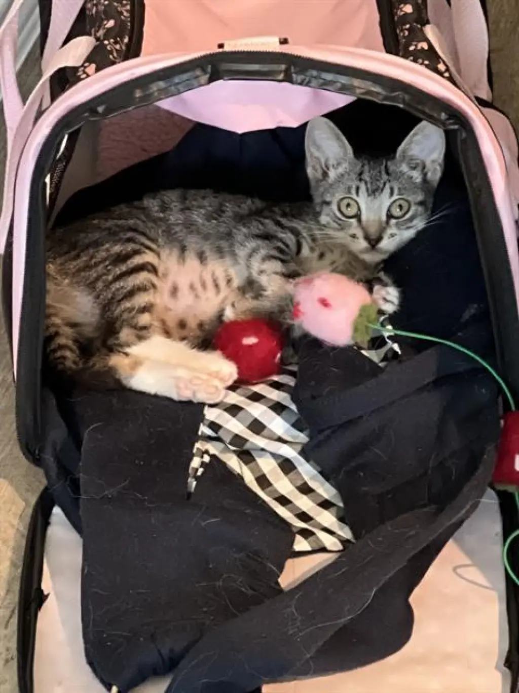 HARPURRR