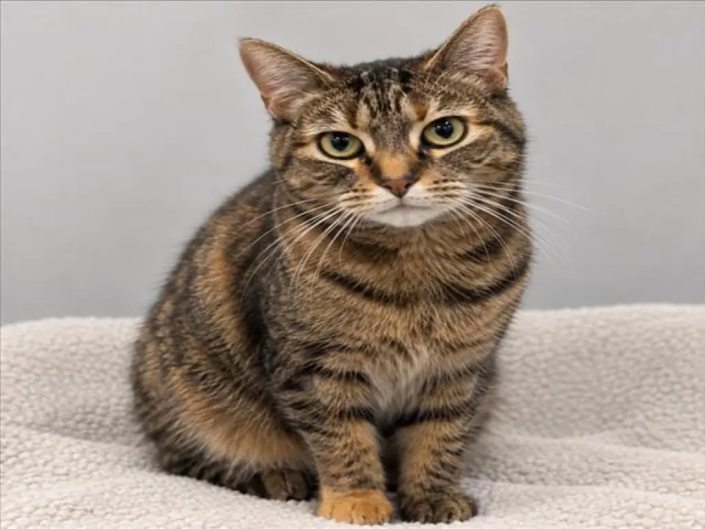 FARRAH