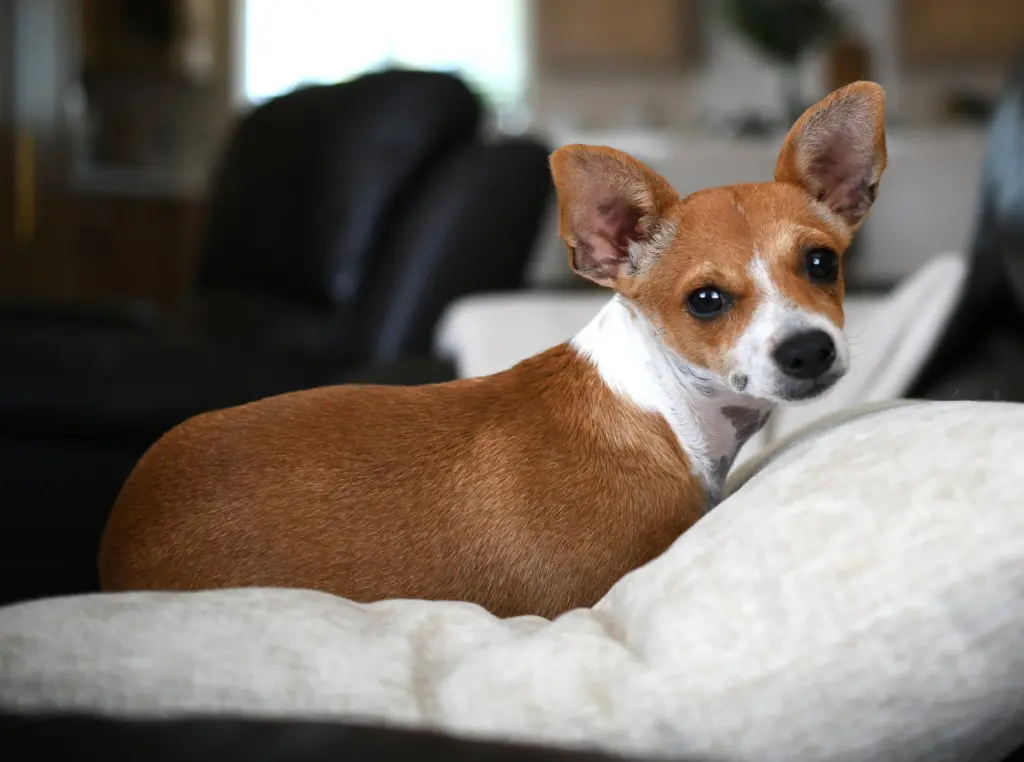 Penny