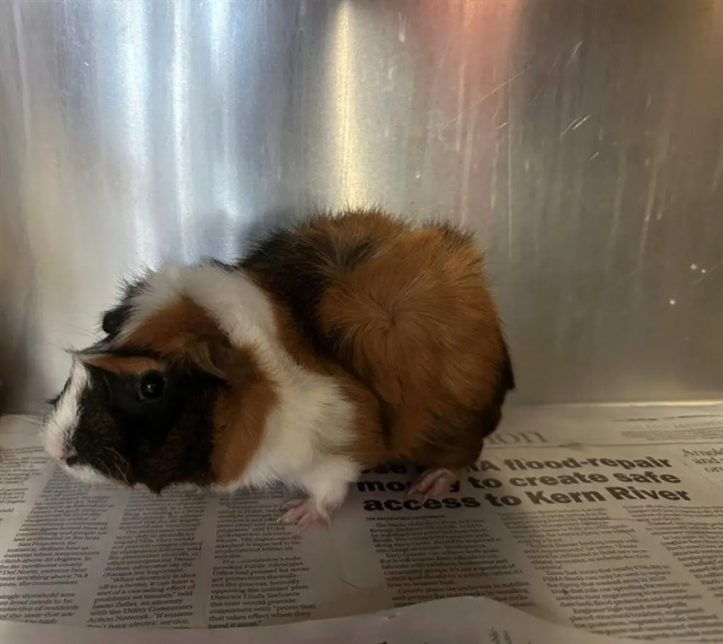 FERGUS