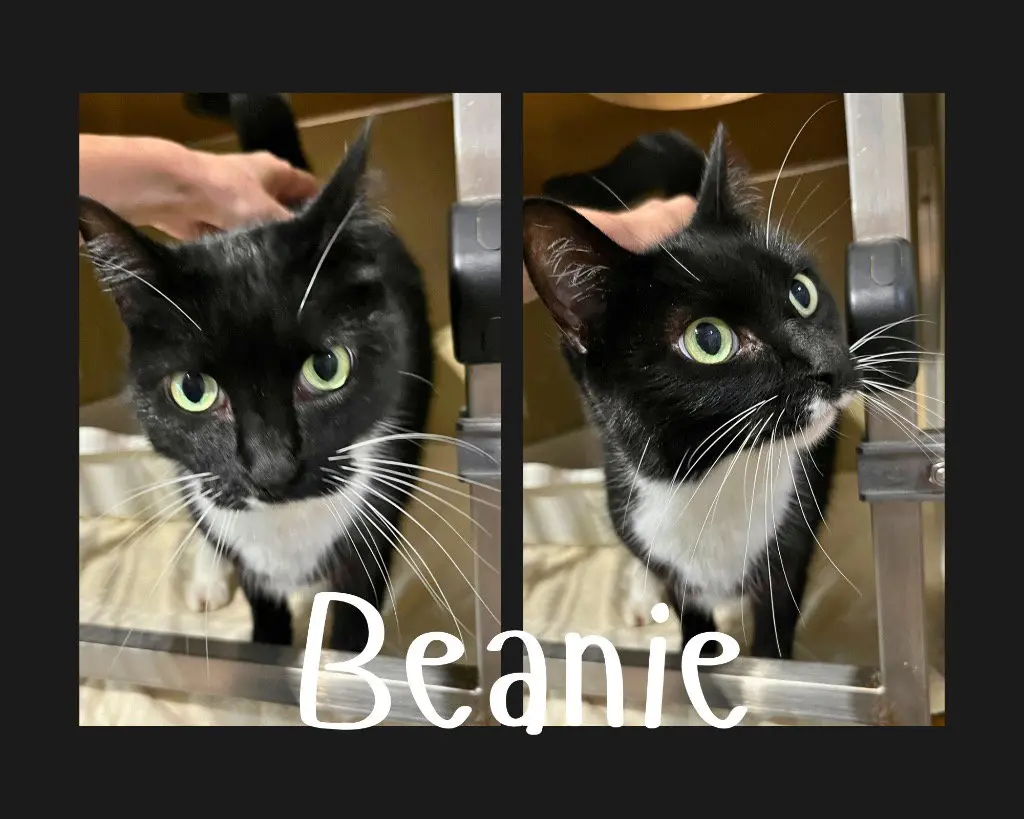 Beanie- front declawed