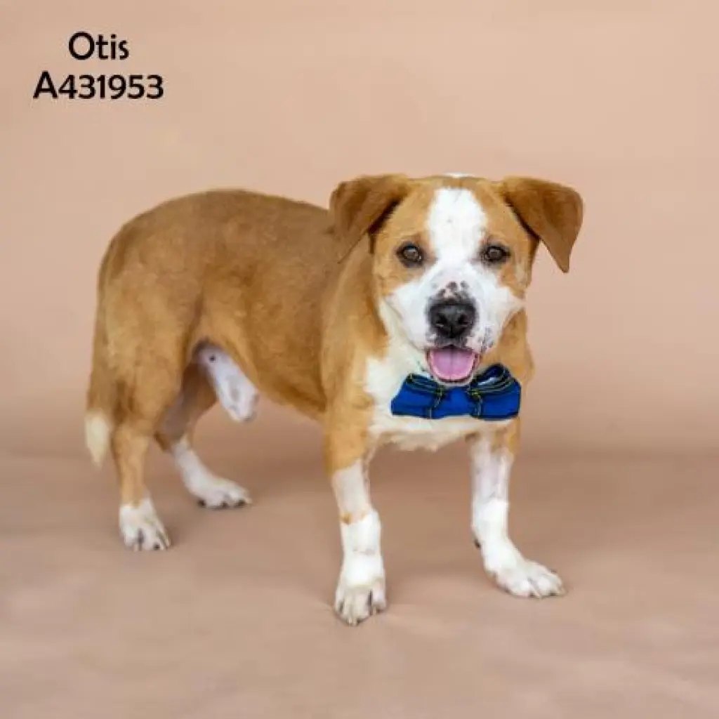 OTIS