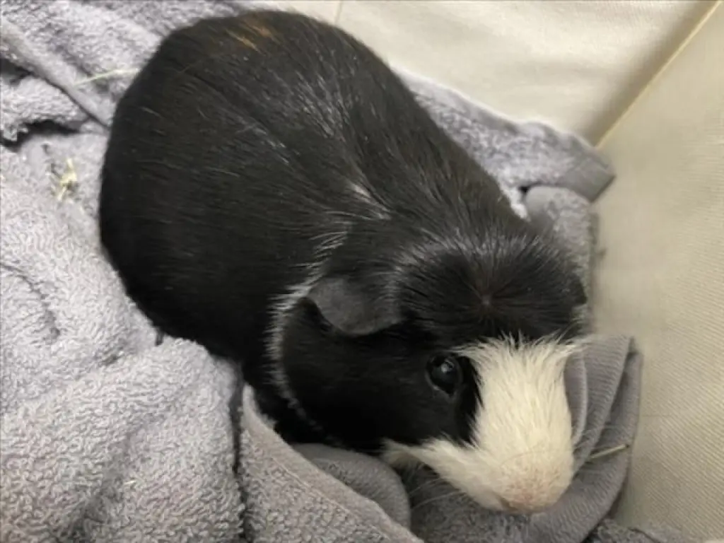 MOOCHIE