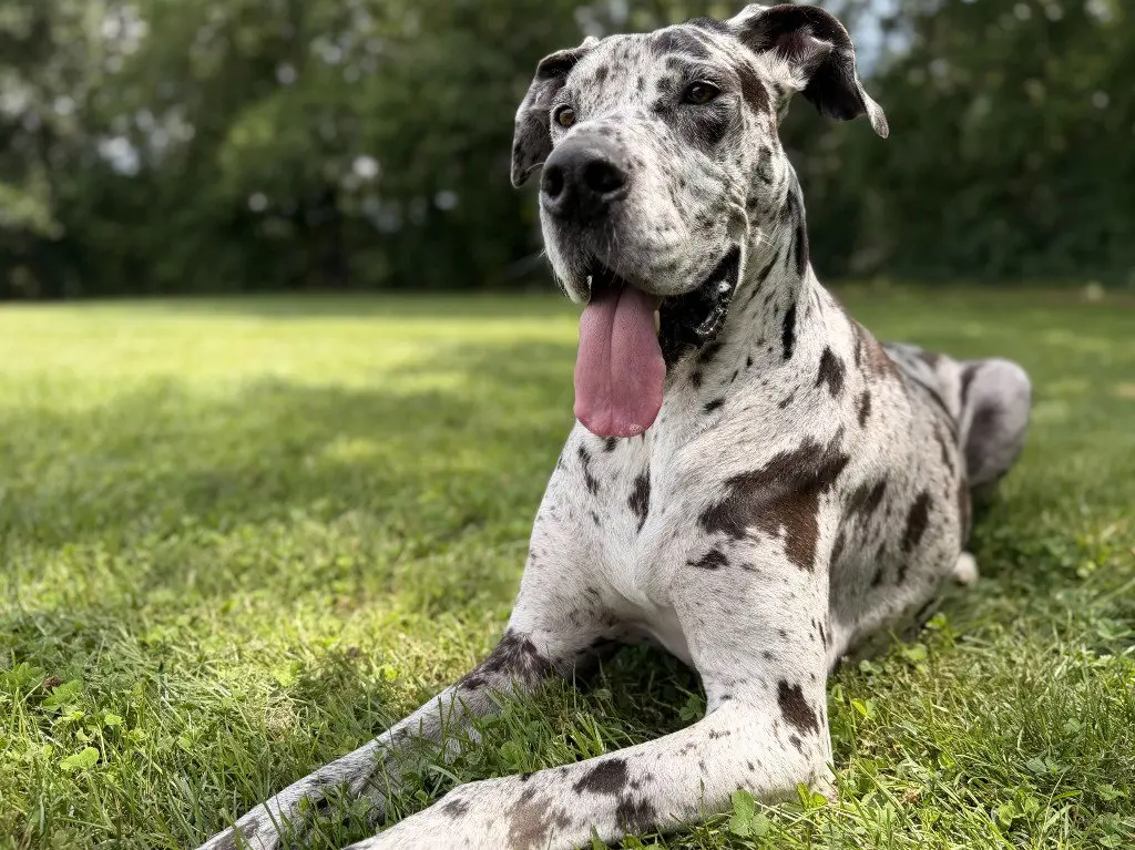 Bonnie