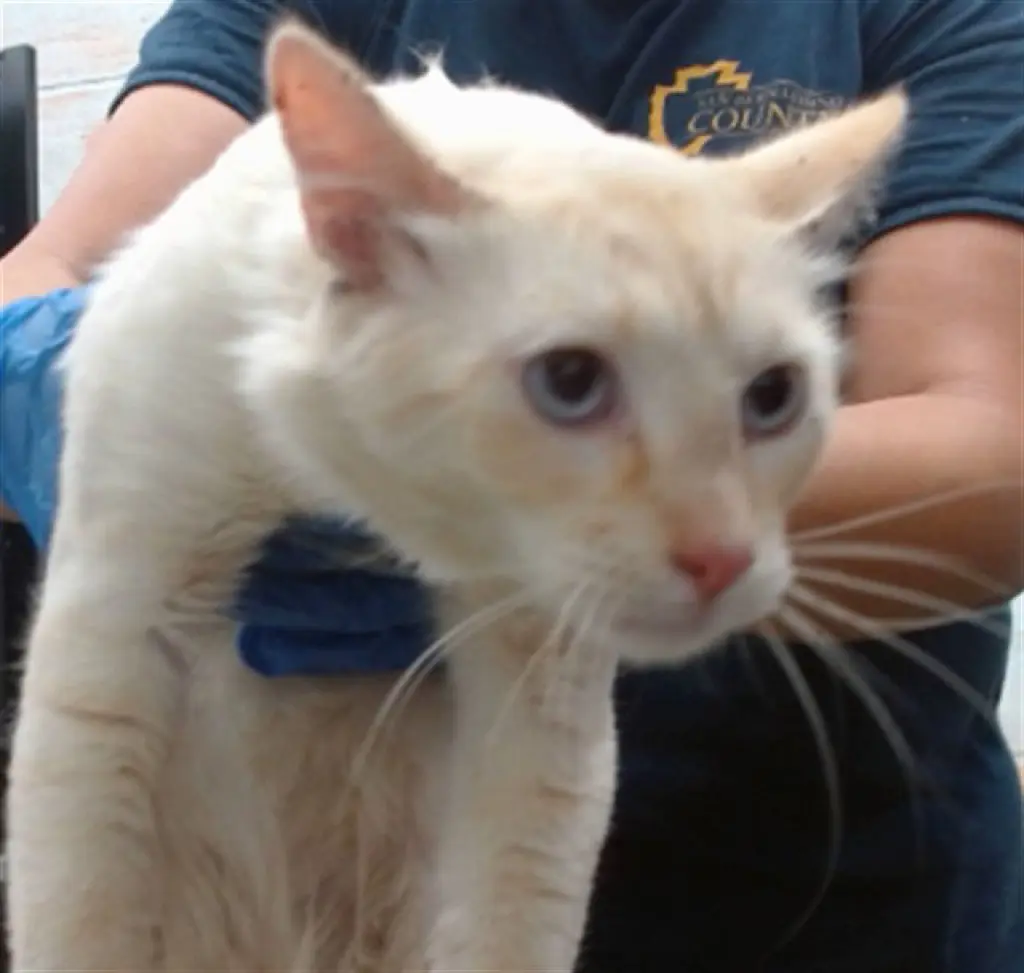 APRICOT