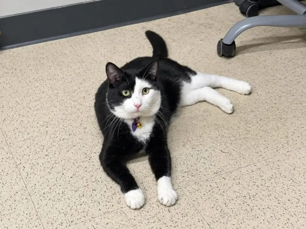 SOX