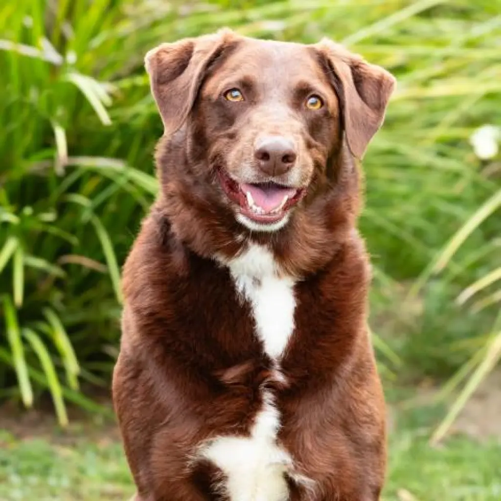 BO