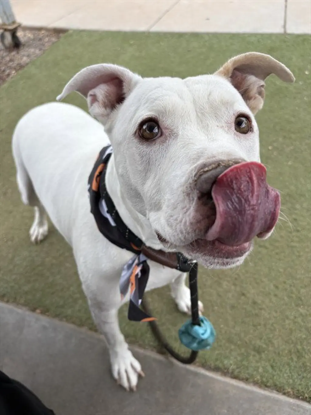 KONA