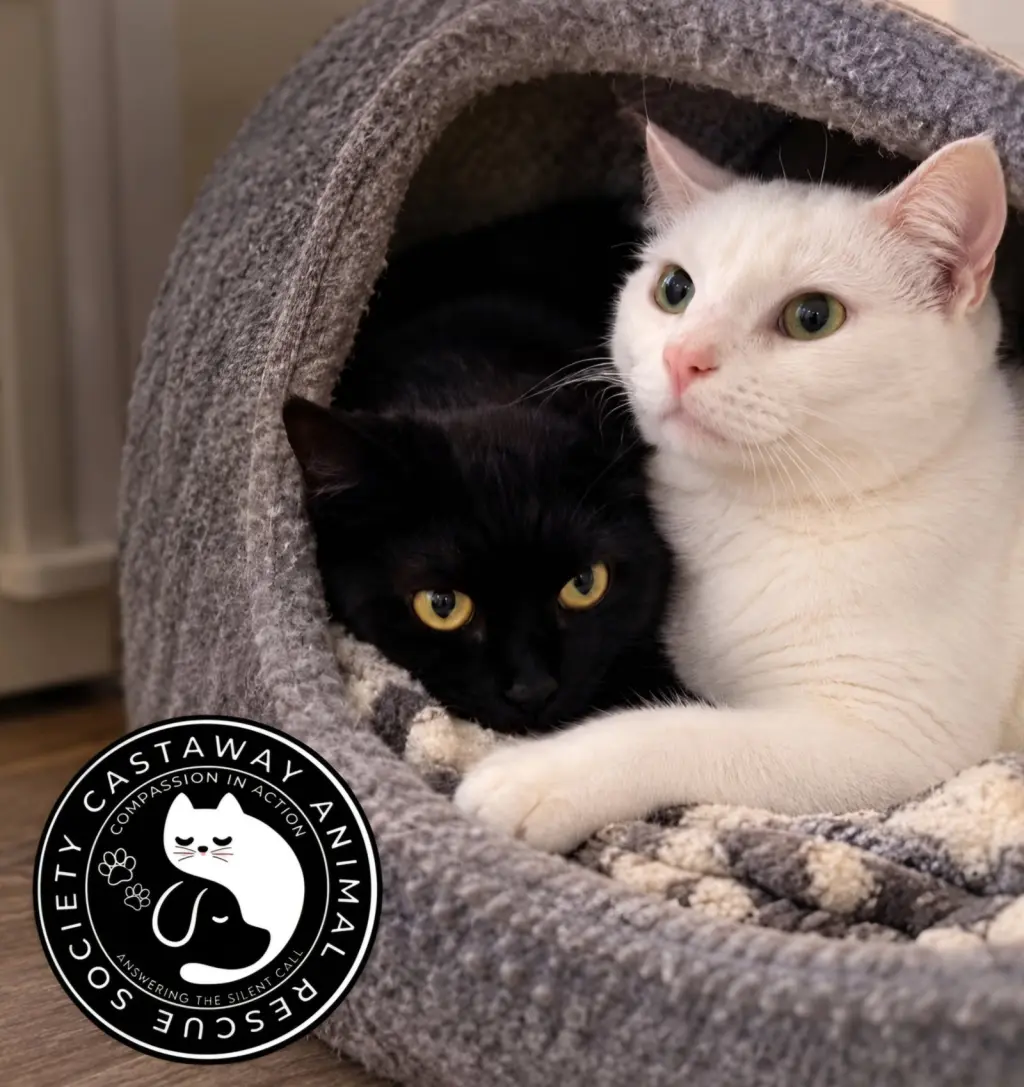 Everest and Lumi.
