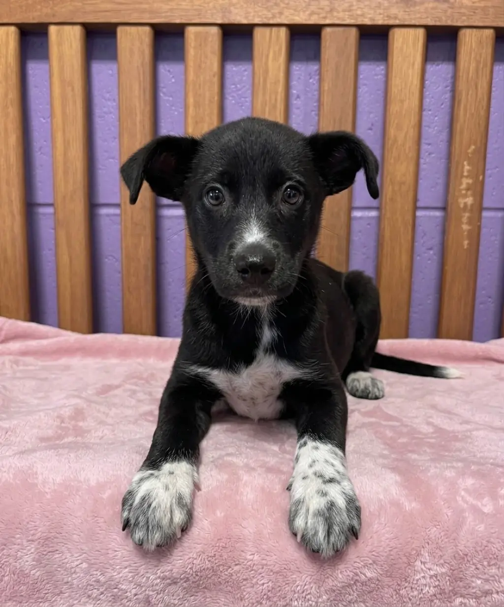 **AURORA**