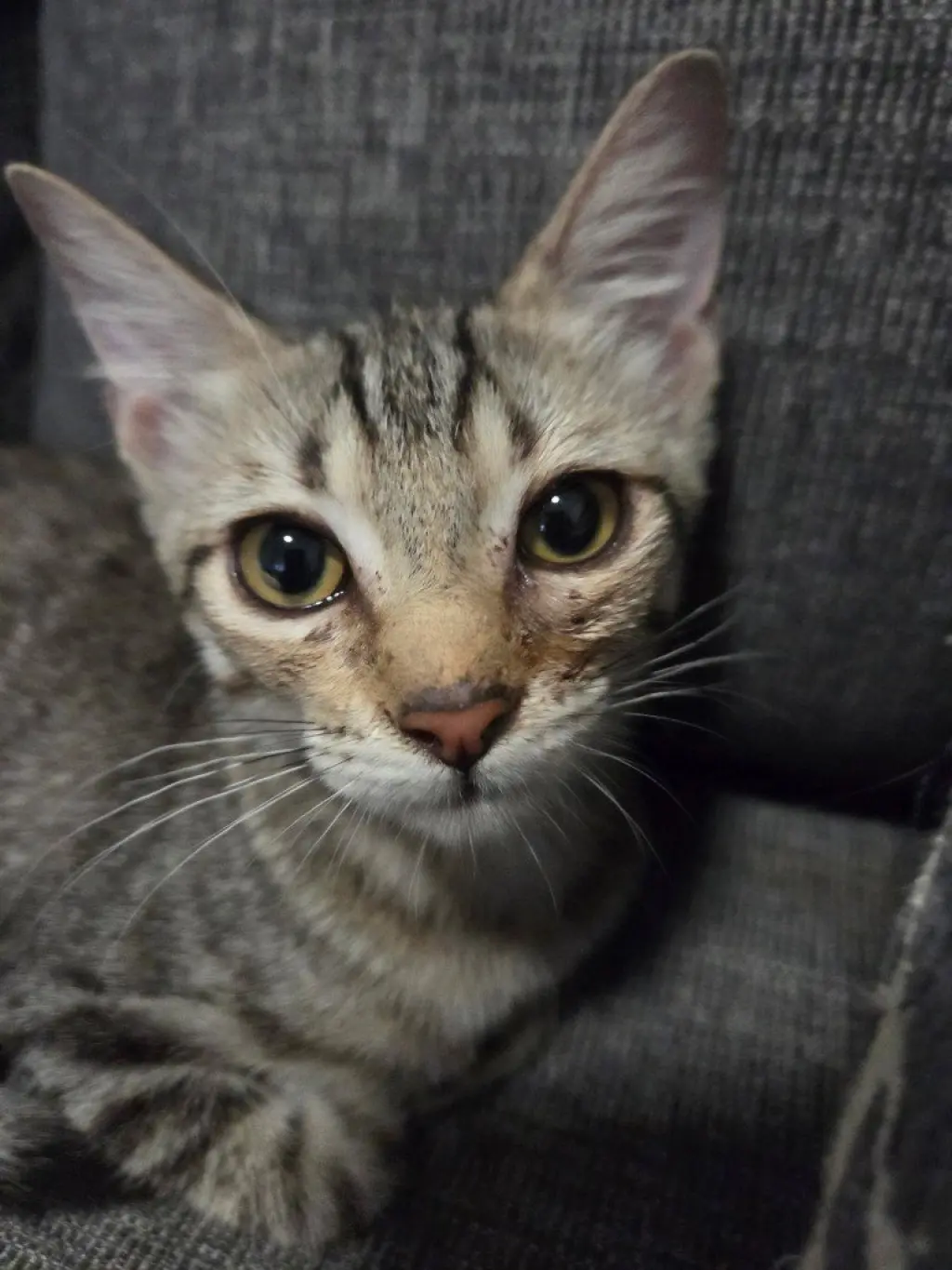 Dolly Purrton
