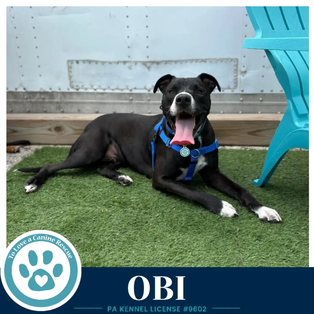 Obi (aka Perry) (Sugarplums) 120724