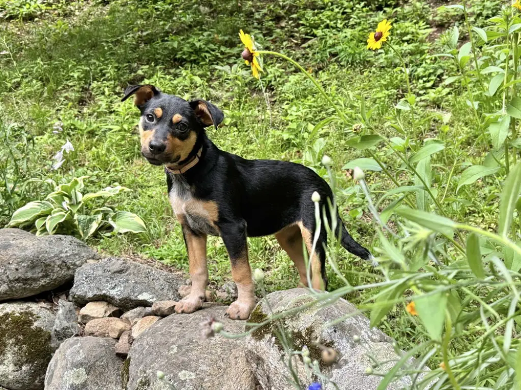Zeppelin (Rock Star Litter)