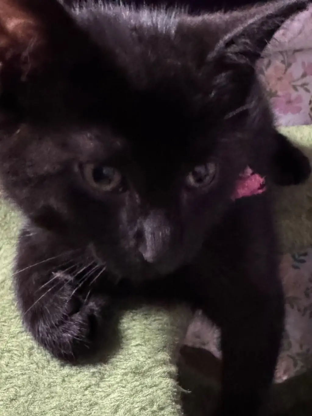 Salem