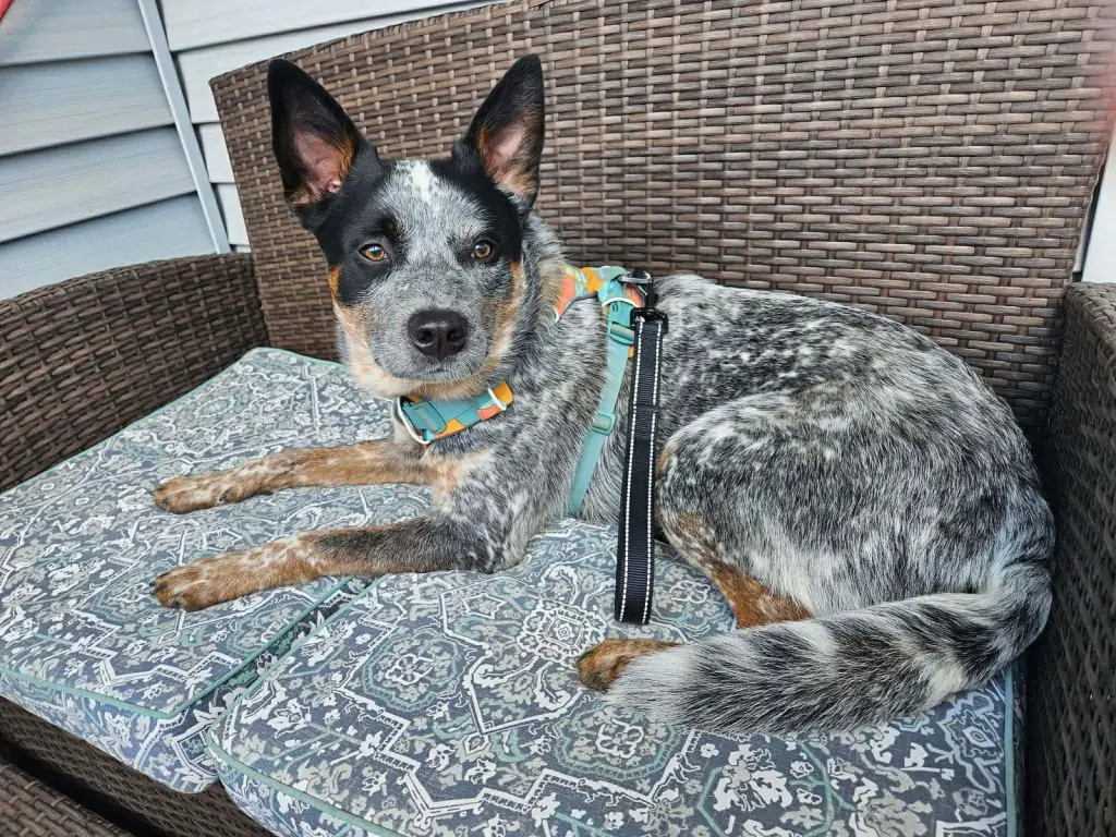 Moby (URGENT Foster or Adopter needed!)