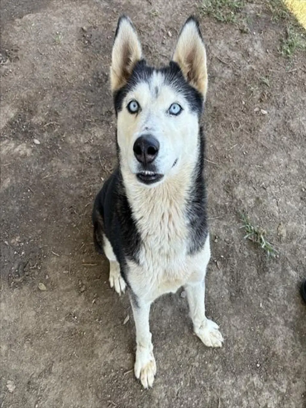 LASKA