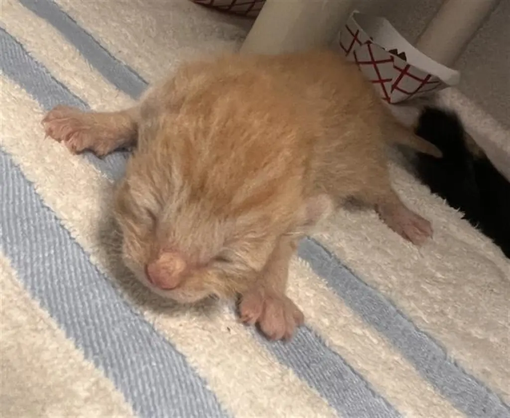 KLEO