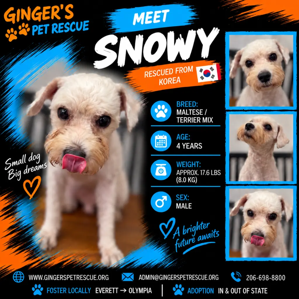 Snowy from Korea