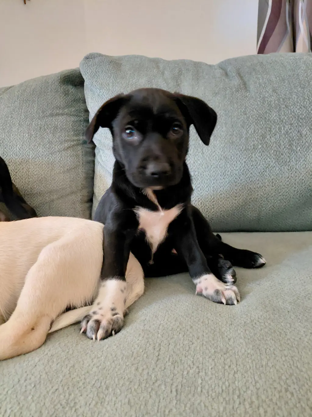 Rebel (Mascot litter)