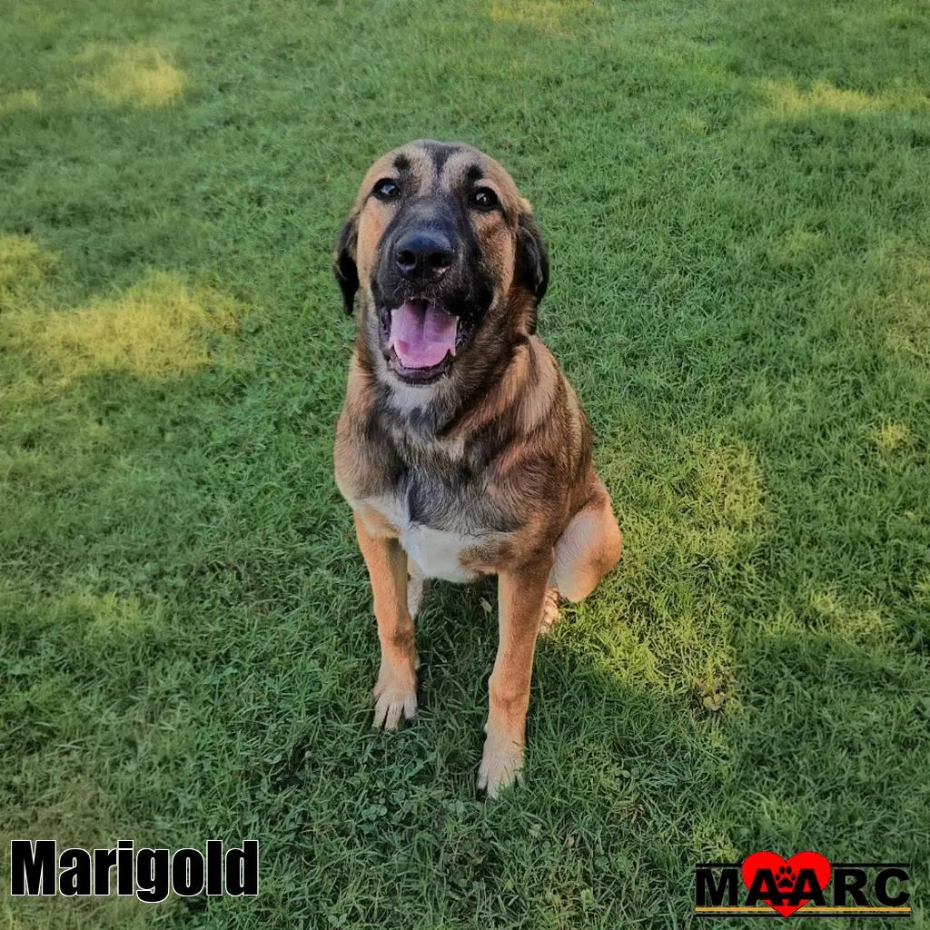 Marigold