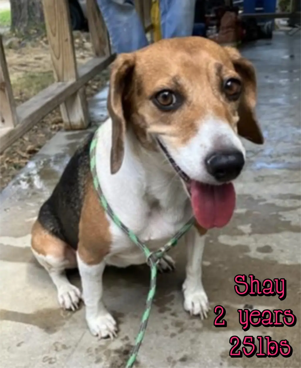 SHAY