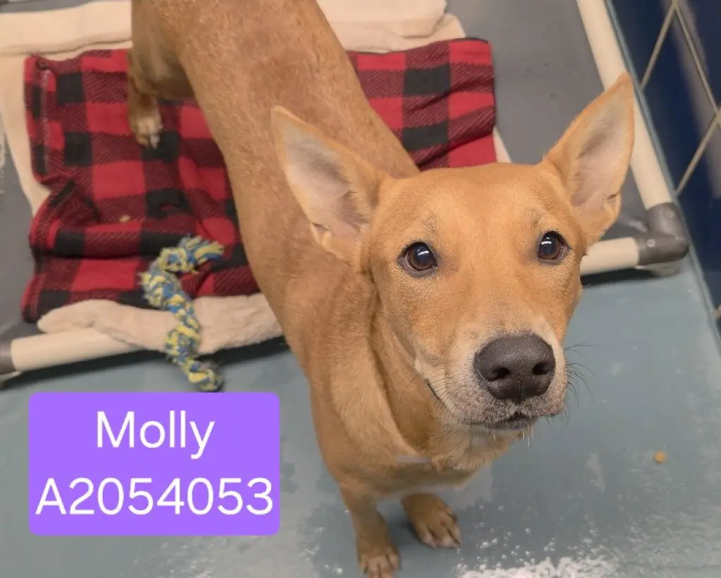 MOLLY