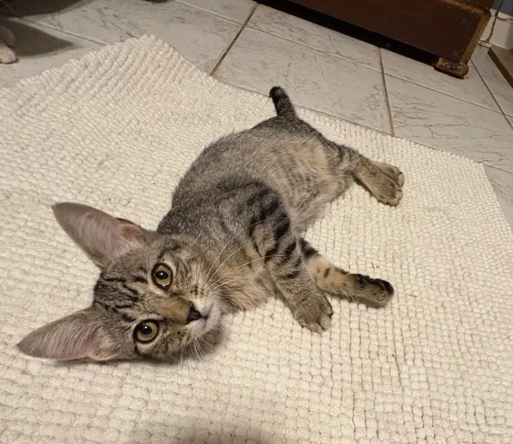Bebe