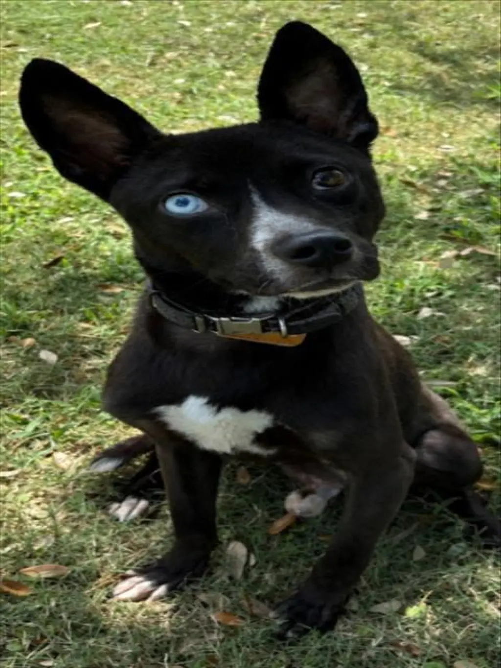 BARON VON BARK