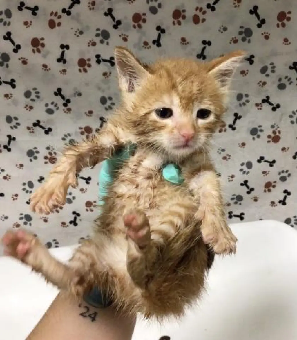 ED