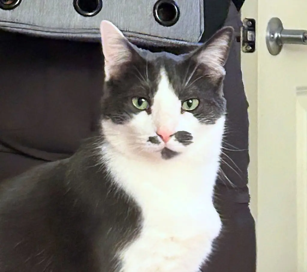 OLIVER #2016 - Offered by Owner- Outgoing Male