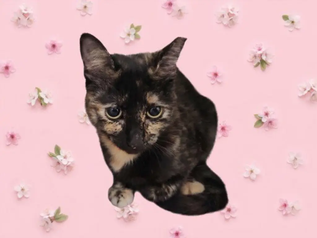 KALI
