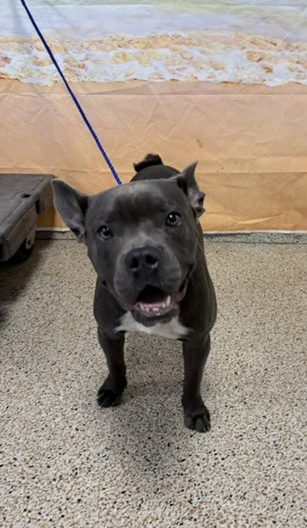 BRUCE