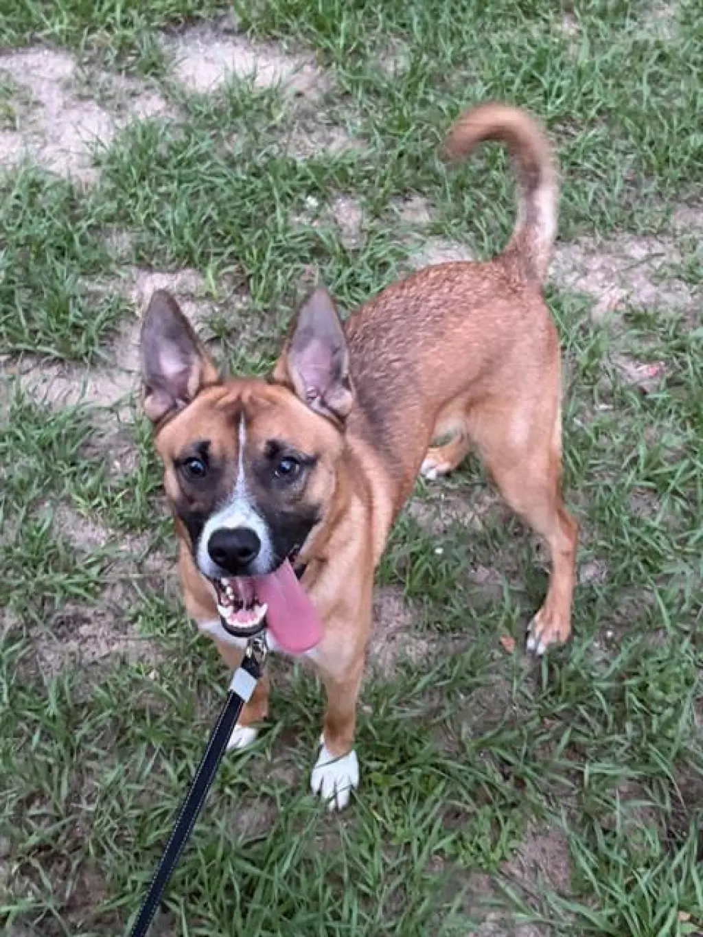 SCOOBY