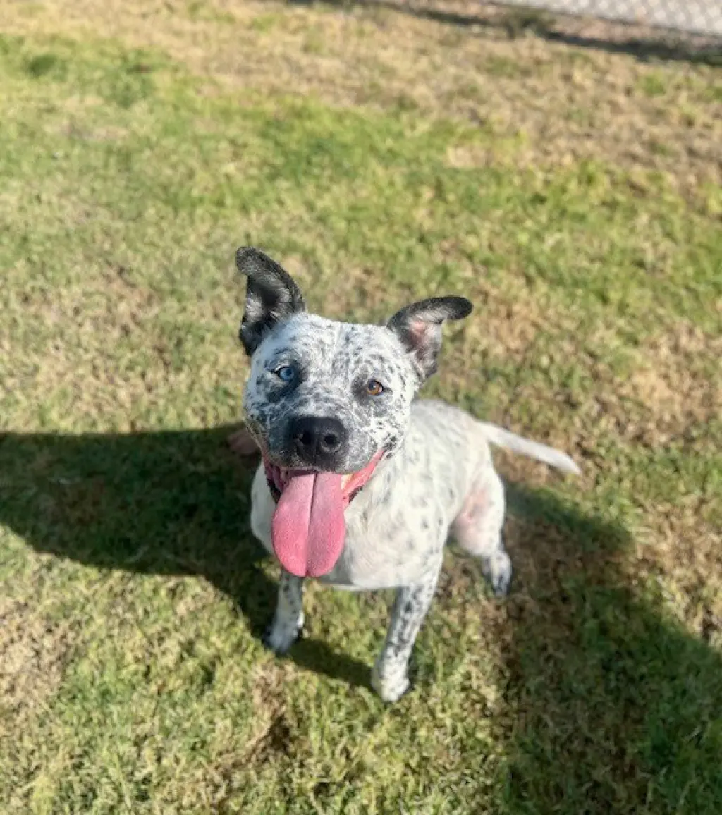 RUFUS