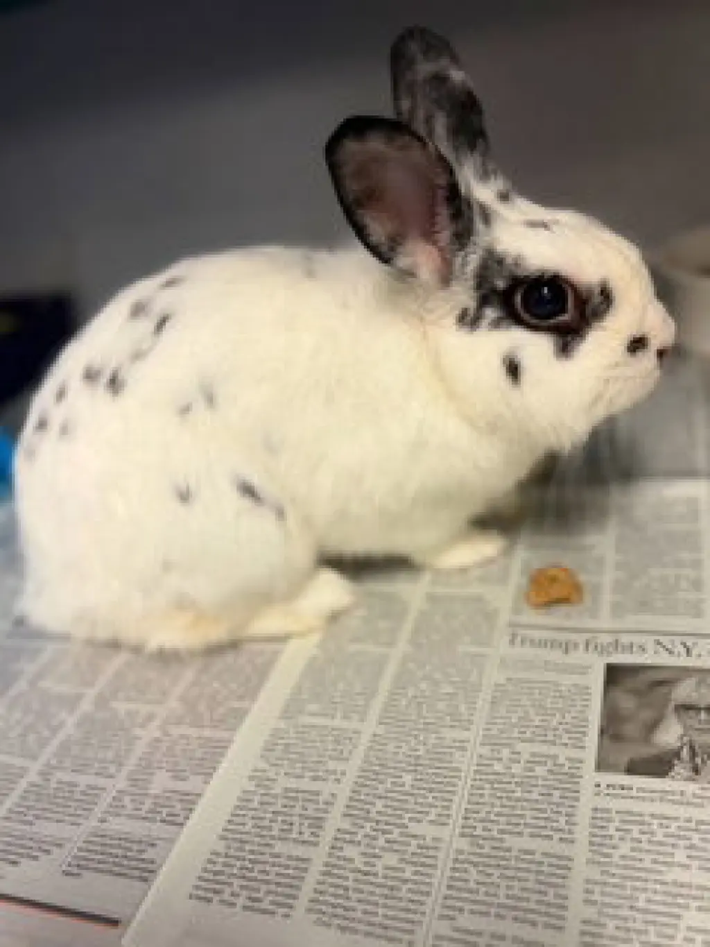 SNOWBALL