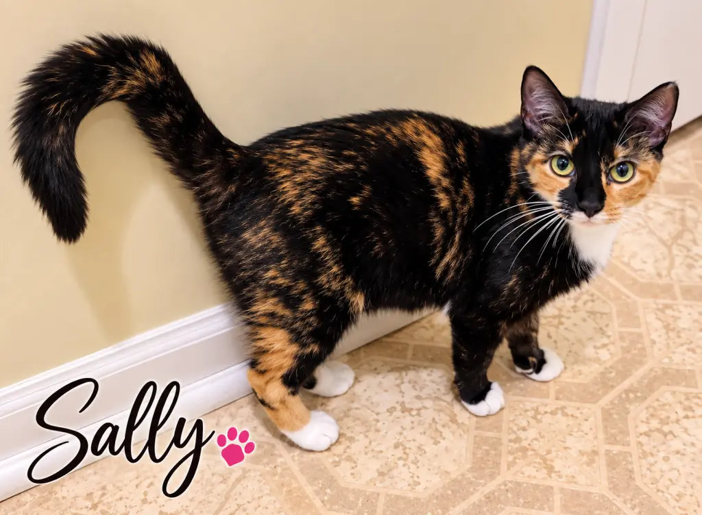 Sally (FCID# 08/04/2026 - 31 Brandywine PS)