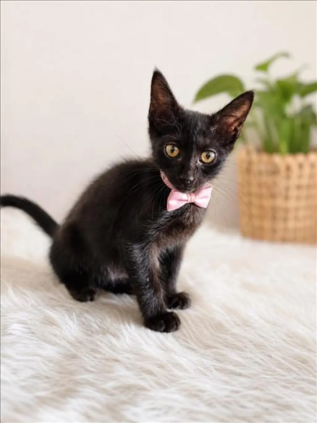 KIKI