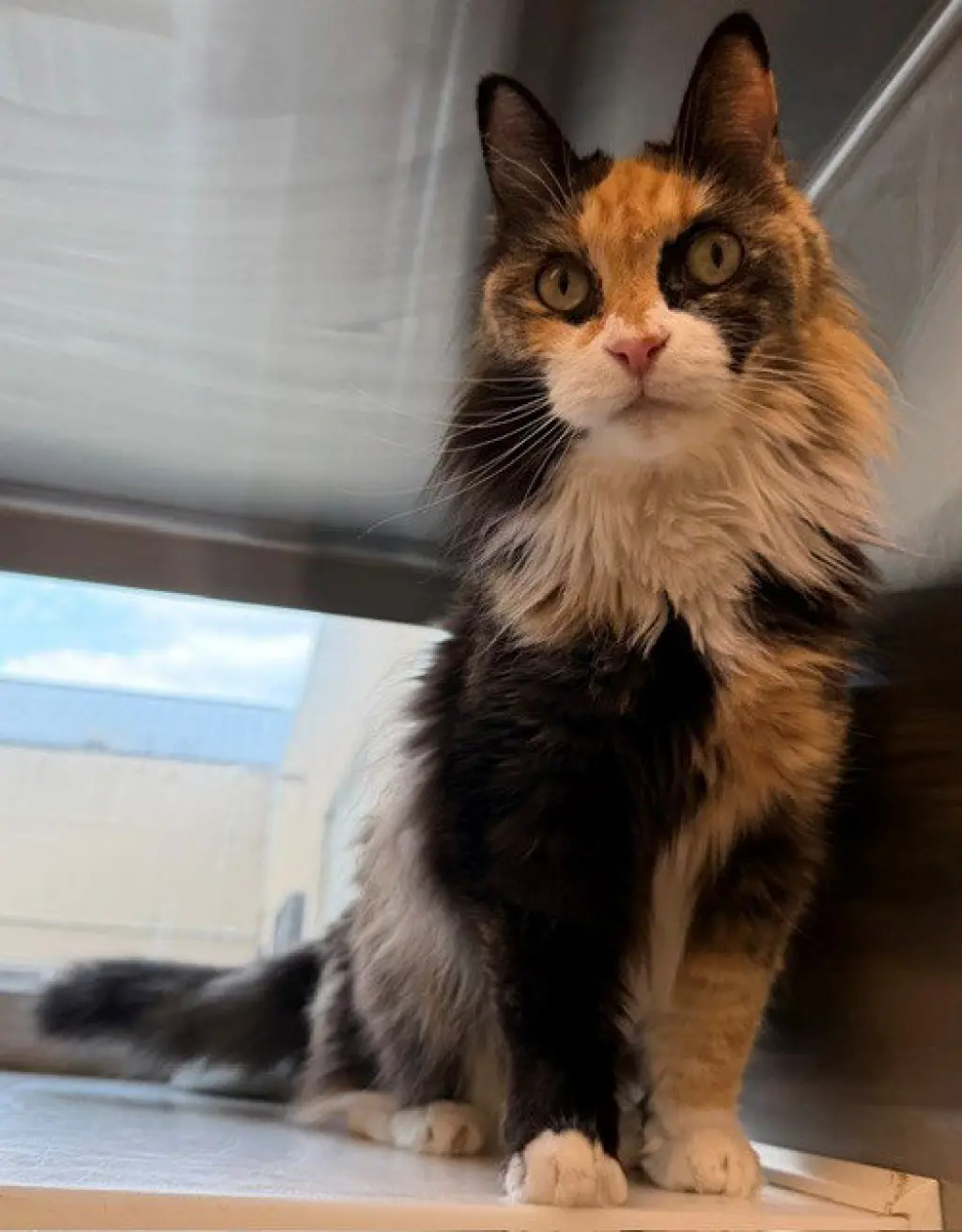 ZUNI
