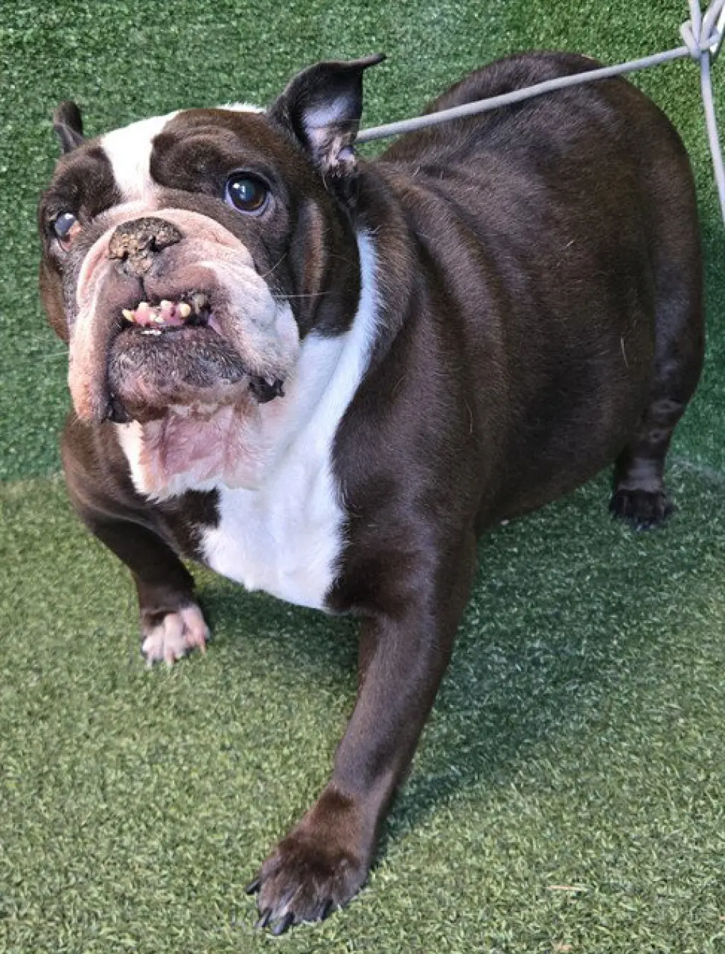 COCO