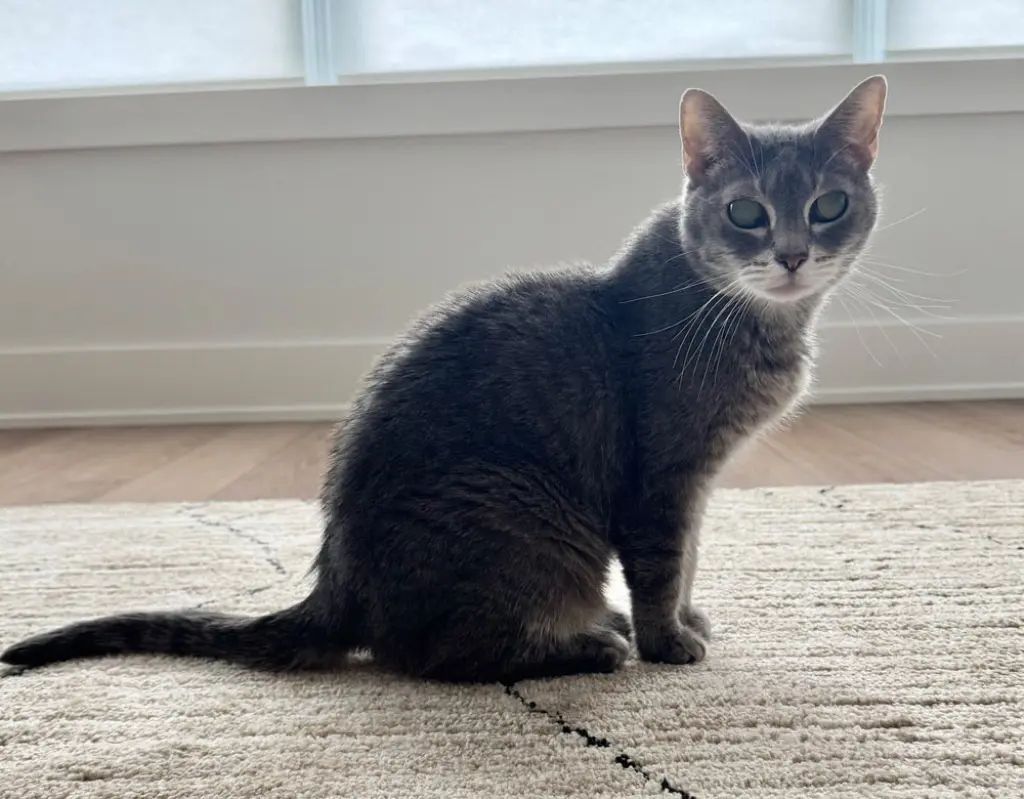 Ellie