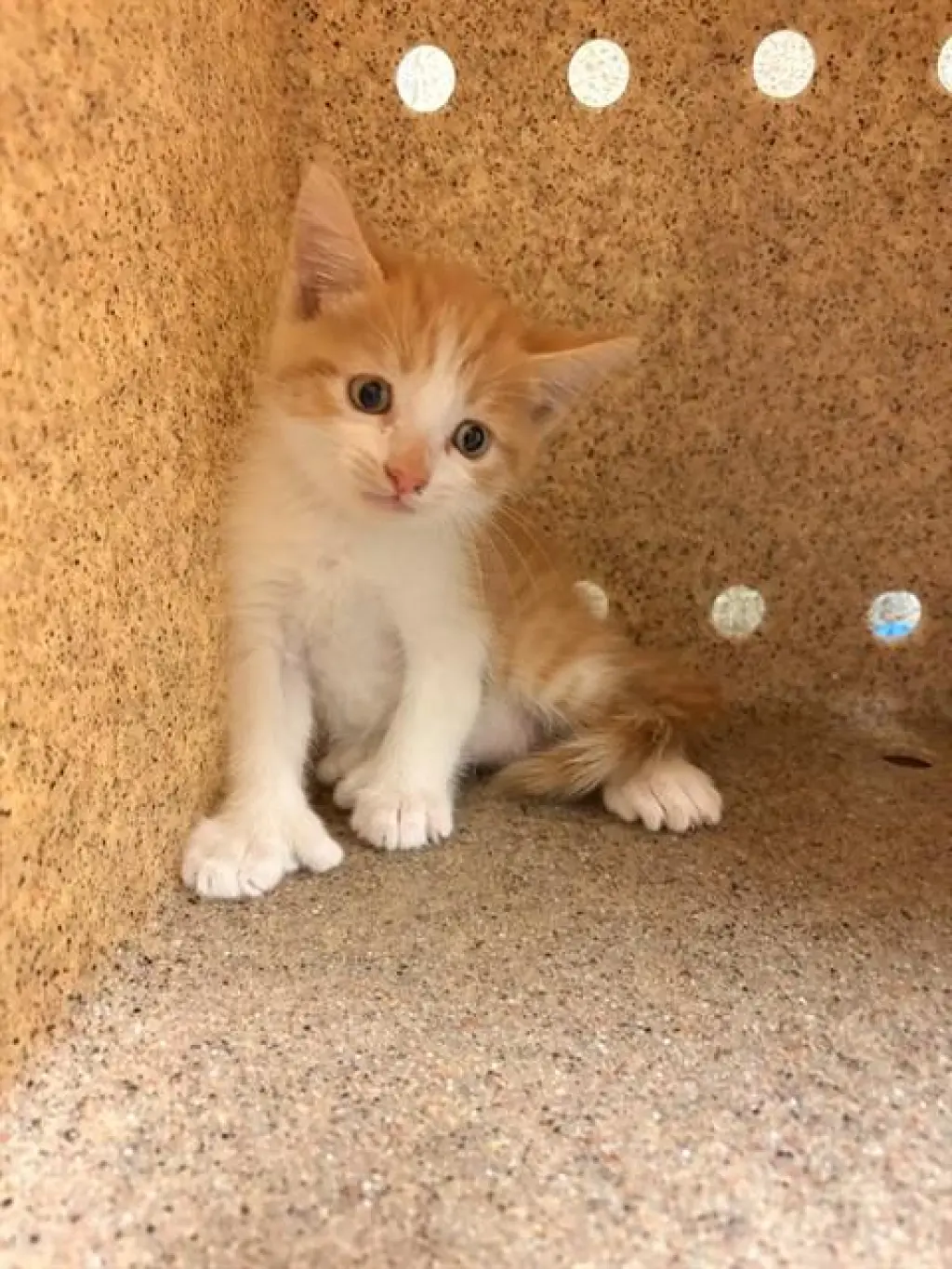 CANELO