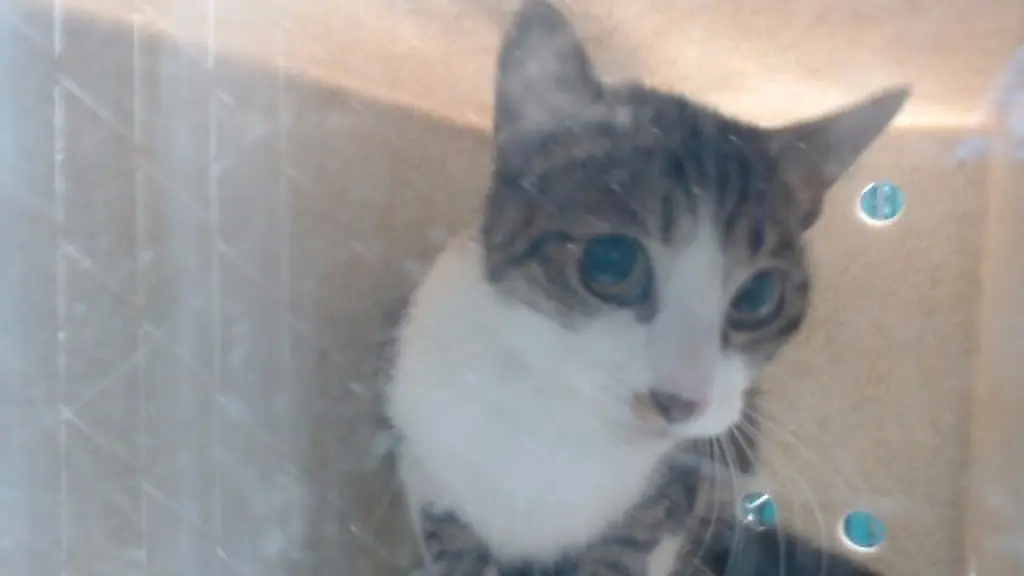 MIMI